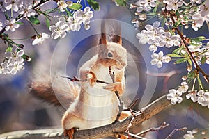 Portrait animal funny cute redhead squirrel stands on tree blooming white cherry buds in may Sunny garden