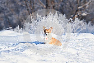 A portrait of the animal little red Corgi puppy walks on a Sunny winter`s rations in the deep white snow and shut his eyes