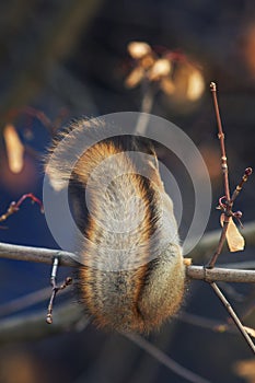 Portrait of animal red squirrel rear view of chic fluffy tail il