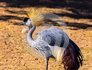 Portrait of animals, the grey crowned crane, the African crowned crane, the golden crested crane