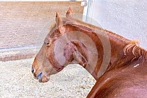 Portrait of animals, head shot of a brown horse in profile.