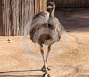 Portrait of animals, large bird, Emu, dromanius novaehollandie