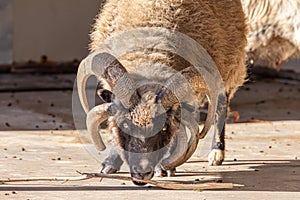 Portrait of animals,  Perhaps polycerate breed growing more than 2 horns Navajo churro sheep