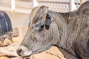 Portrait of animals,  Perhaps polycerate breed growing more than 2 horns Navajo churro sheep