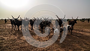 Portrait of ankole-watusi bighorned bull at InGall village, Agadez, Niger