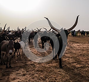 Portrait of ankole-watusi bighorned bull at InGall village, Agadez, Niger