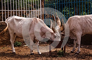 Portrait of ankole-watusi bighorned bull, Niamey, Niger