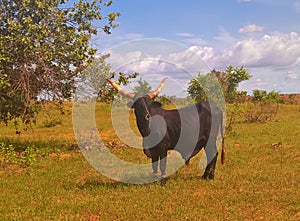 Portrait of ankole-watusi bighorned bull , oasis Dogon Tabki ,Dogondoutchi, Niger