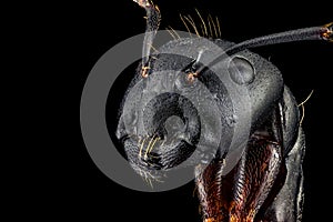 Portrait of an ant