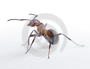Portrait of ant formica rufa