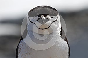 Portrait of Antarctic penguin Chinstrap or Antarctic summer