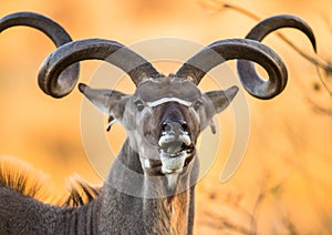 Portrait of antelope with beautiful horns. Close-up. Botswana. Okavango Delta.