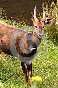 Portrait of antelope Bushbuck. Aberdare, Kenya