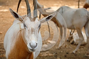 Portrait of an antelope of Sahara Oryx