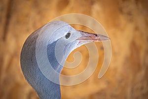 Portrait of Anthropoides paradise or Blue crane, also known a the Stanley or Paradise crane