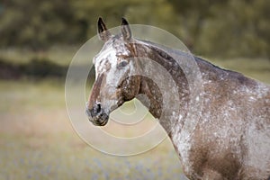 Portrait of an Appaloosa horse