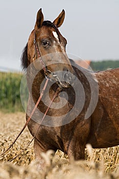 Portrait of Appaloosa horse