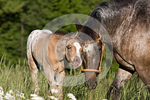 Portrait of appaloosa mare with foal