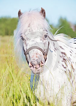 Portrait of Appaloosa pony