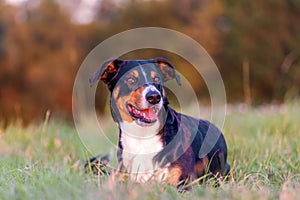 Portrait of appenzeller mountain dog, lying on the autumn field, natural light