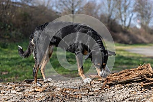 Portrait of a appenzeller mountain dog standing on a fallen tree trunk