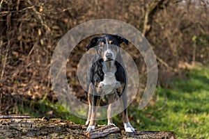 Portrait of a appenzeller mountain dog standing on a fallen tree trunk