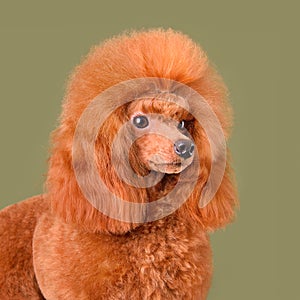Portrait of apricot toy poodle