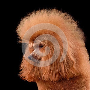 Portrait of apricot toy poodle