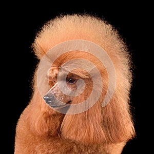 Portrait of apricot toy poodle