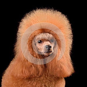 Portrait of apricot toy poodle