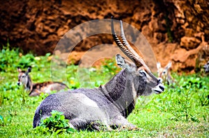 Portrait of Aquatic Antilope or Cobo de Agua in the park