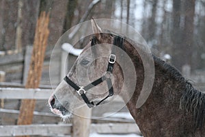 Portrait of an Arab foal in a halter in winter