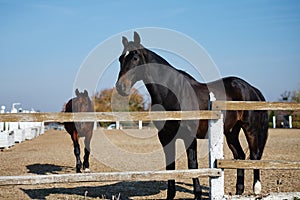 Portrait of arabian bay horse in paddok.