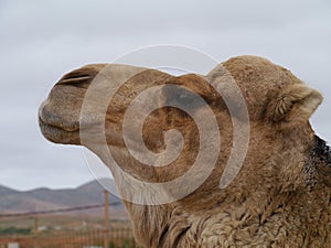 A portrait of an Arabian camel