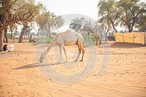 Portrait of Arabian Camel in the middle of village in Dubai desert