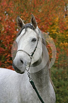 Portrait of arabian horse