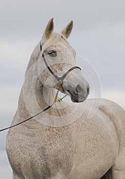 Portrait of the arabian horse