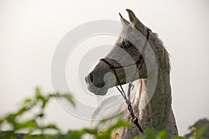 Portrait of an Arabian Horse