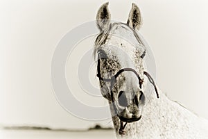 Portrait of an Arabian Horse