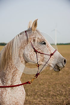 Portrait of an Arabian Horse