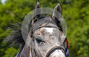 Portrait of a arabian horse