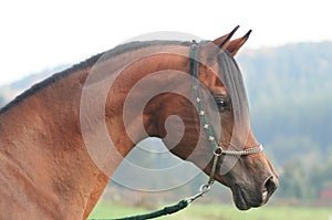 Portrait of arabian horse