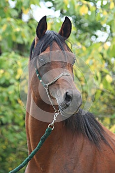 Portrait of arabian horse
