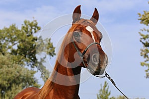 Portrait of arabian horse against blue sky