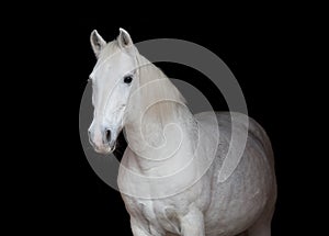Portrait of an Arabian horse on black background