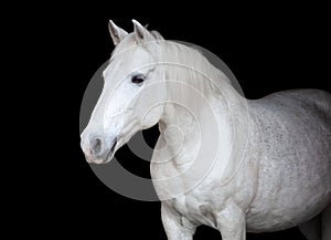 Portrait of an Arabian horse on black background