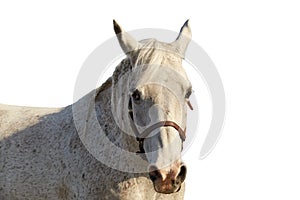 Portrait of an arabian horse of gray color on a white background