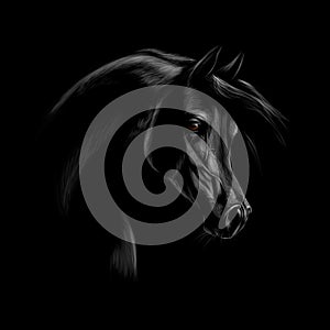 Portrait of an Arabian horse head on a black background.