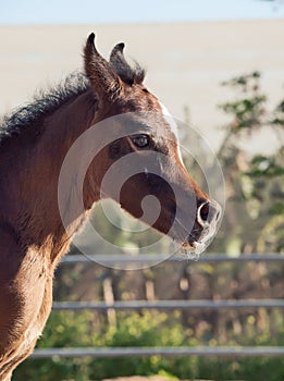 Portrait of arabian little foal. Israel