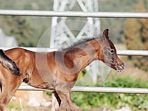 Portrait of arabian little foal. Israel